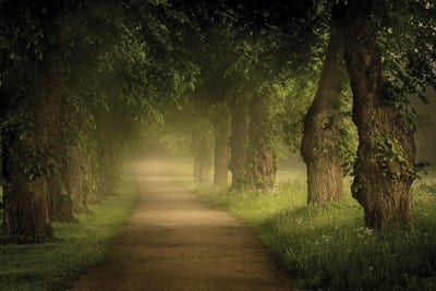 Misty Path by Lauri Lohi canvas print