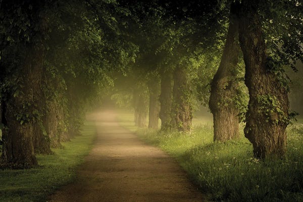 Lauri Lohi: Misty Path by Lauri Lohi
