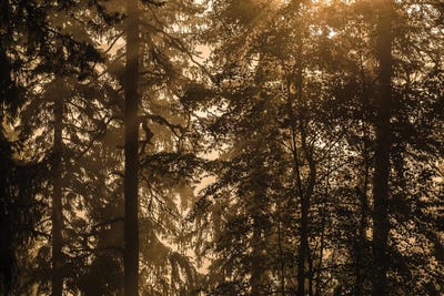 Silhouettes by Lauri Lohi canvas print