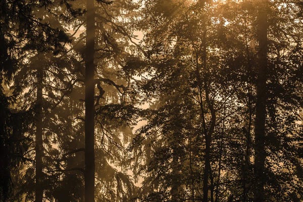 Lauri Lohi: Silhouettes by Lauri Lohi