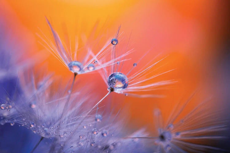 Dandelion Art by Lauri Lohi wall art