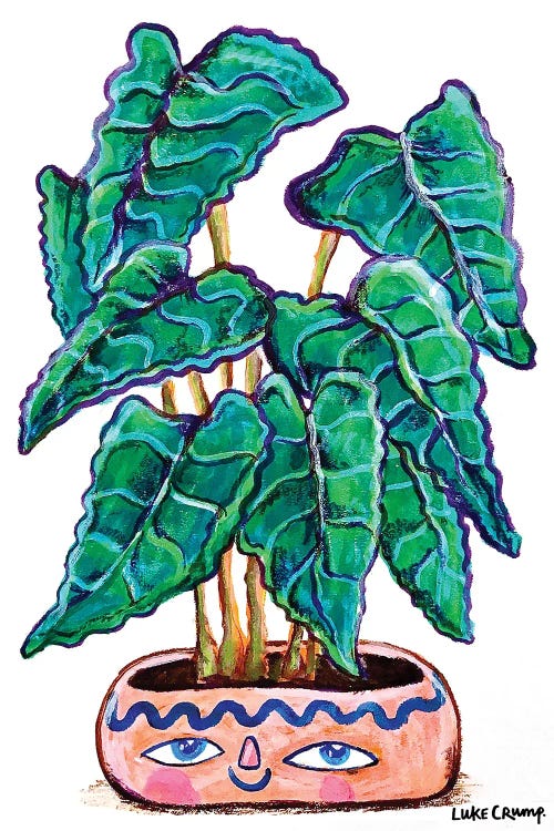 Alocasia