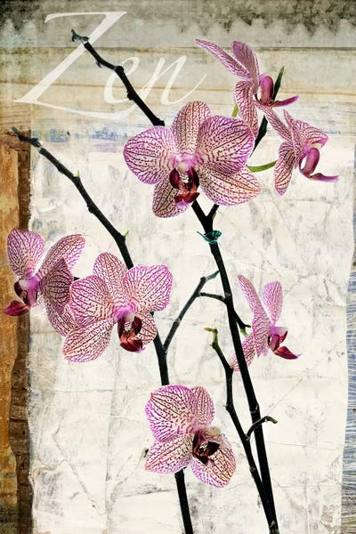 Orchids