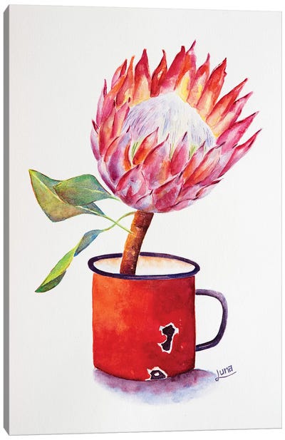 Full Bloom Canvas Art Print - Protea