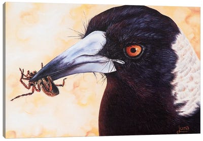 Itsy Bitsy Canvas Art Print - Crow Art