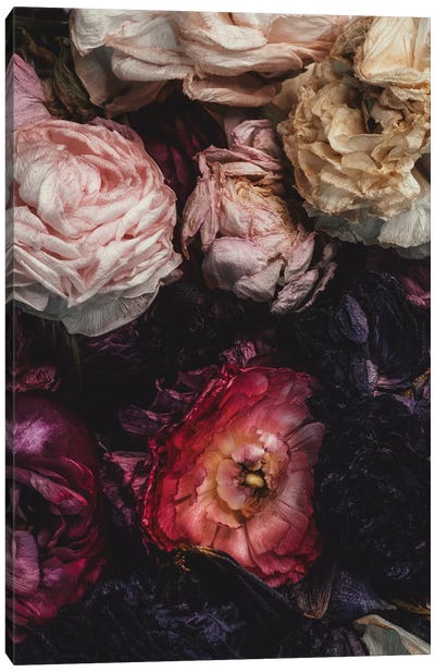 Ranunculus XI Canvas Art Print - Leigh Viner