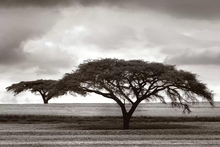 Acacia Trees