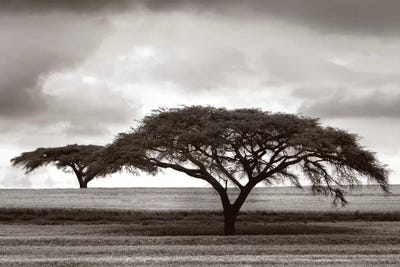 Jorge Llovet