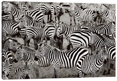 Zebra Abstraction Canvas Art Print - Zebra Art