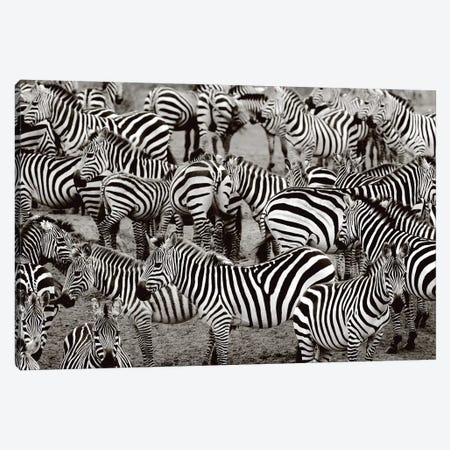 Zebra Abstraction Canvas Print #LVT3} by Jorge Llovet Canvas Artwork