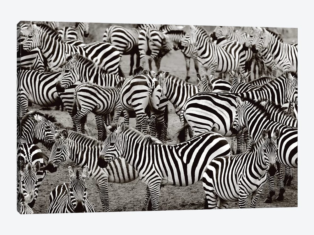 Zebra Abstraction by Jorge Llovet 1-piece Canvas Art