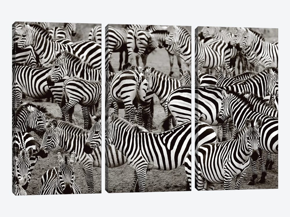 Zebra Abstraction by Jorge Llovet 3-piece Canvas Artwork