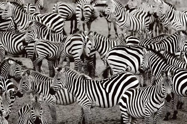 Ancient Wonders: Zebra Abstraction by Jorge Llovet