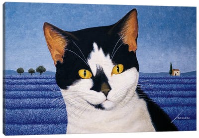 Orca Anawalt Canvas Art Print - Tuxedo Cat Art