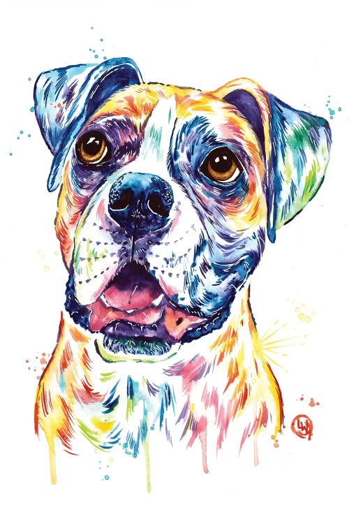 Boxer