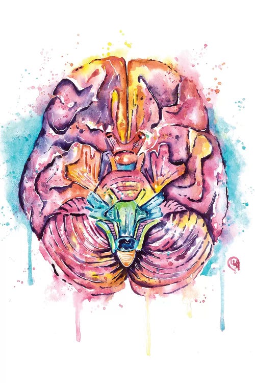 Brain