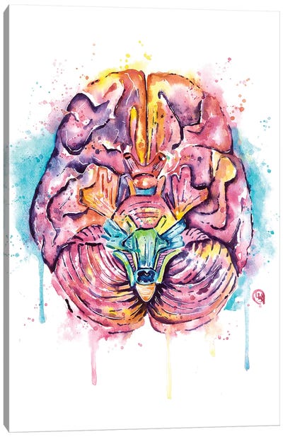 Brain Canvas Art Print - Anatomy Art