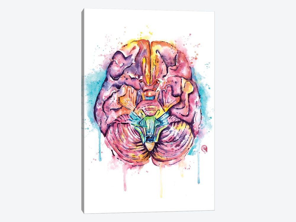 Brain by Lisa Whitehouse 1-piece Canvas Art