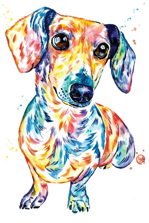 Dachshund