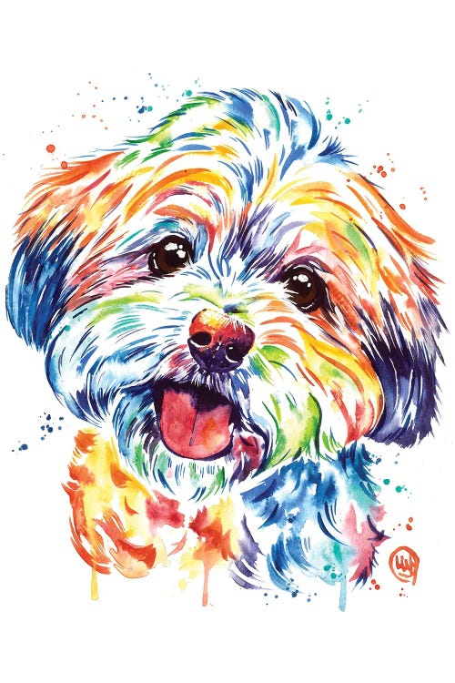 Shorkie