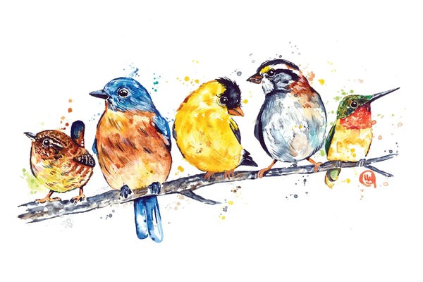 Backyard Birds