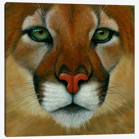 Puma Face Canvas Print #LYB22} by Charles Lynn Bragg Art Print