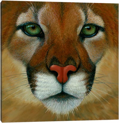 Puma Face Canvas Art Print - Cougars