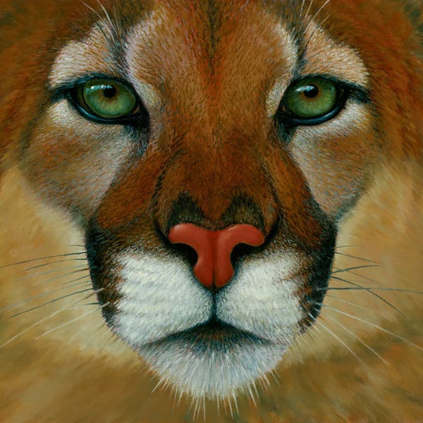 Charles Lynn Bragg: Puma Face by Charles Lynn Bragg