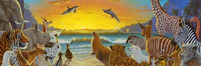 Seals & Sea Lions