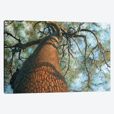 The Big Tree Canvas Print #LYB32} by Charles Lynn Bragg Canvas Art