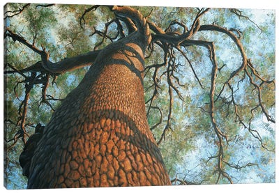 The Big Tree Canvas Art Print - Charles Lynn Bragg
