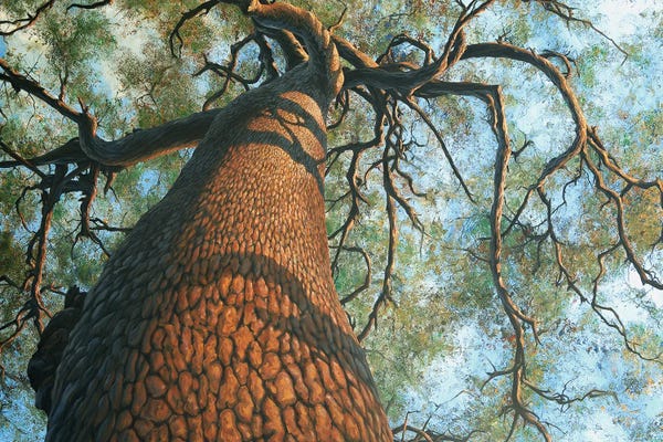 Charles Lynn Bragg: The Big Tree by Charles Lynn Bragg