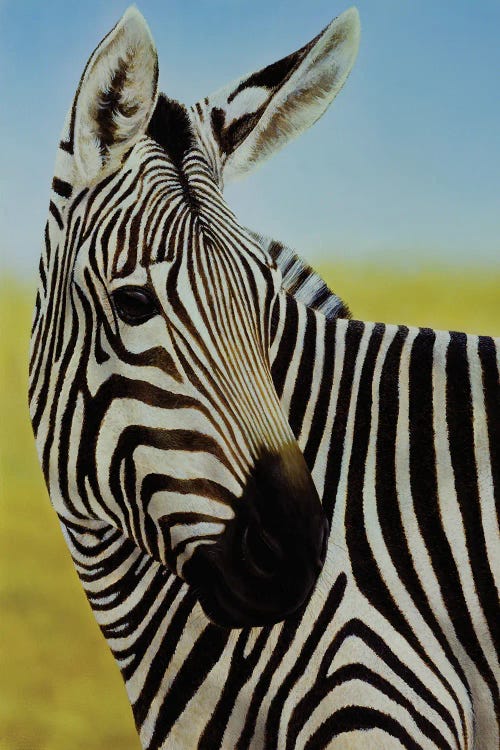 Zebra Portrait by Charles Lynn Bragg wall art