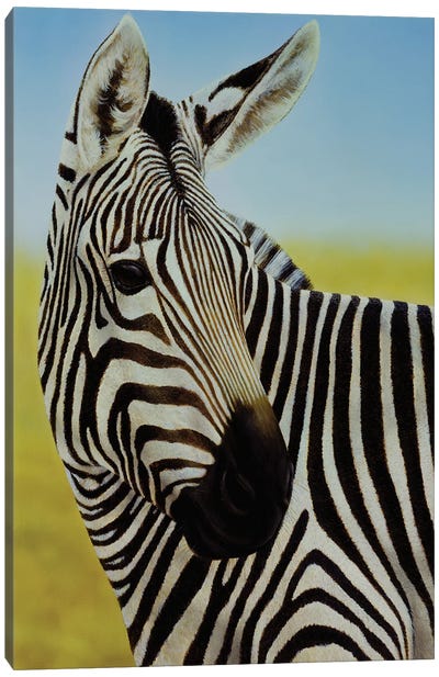 Zebra Portrait Canvas Art Print - Zebra Art