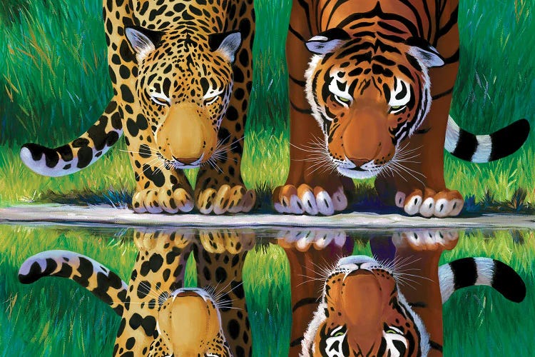 Cat Reflections