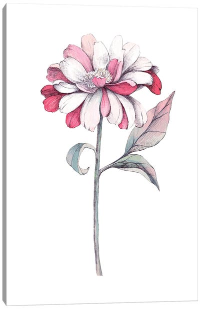 The Tenderness Of Chrysanthemum Canvas Art Print - Lelya Chara