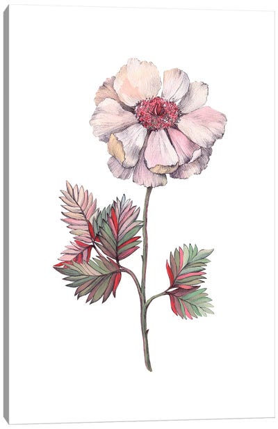 The Freshness Of Rose Canvas Art Print - Lelya Chara