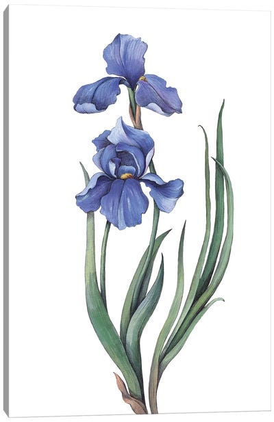 Irises II Canvas Art Print - Minimalist Flowers