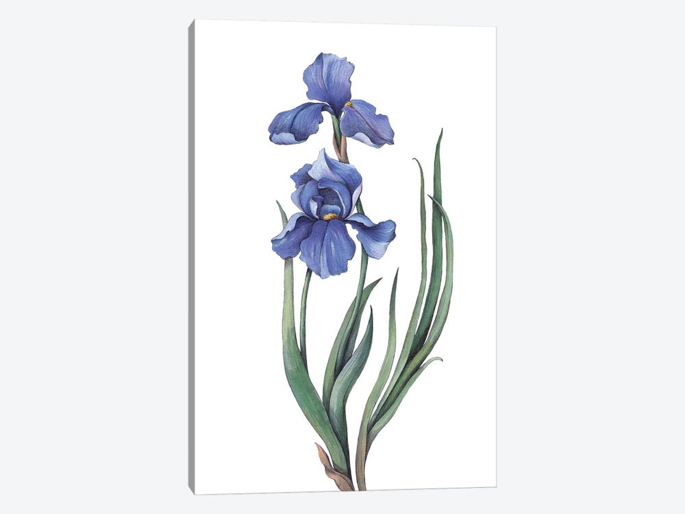 Irises II by Lelya Chara 1-piece Art Print