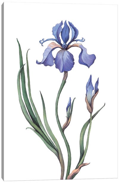 Irises III Canvas Art Print - Lelya Chara