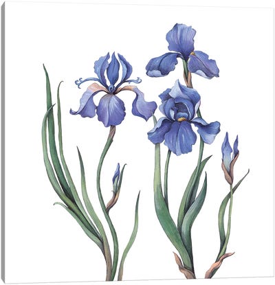 Irises IV Canvas Art Print - Minimalist Flowers