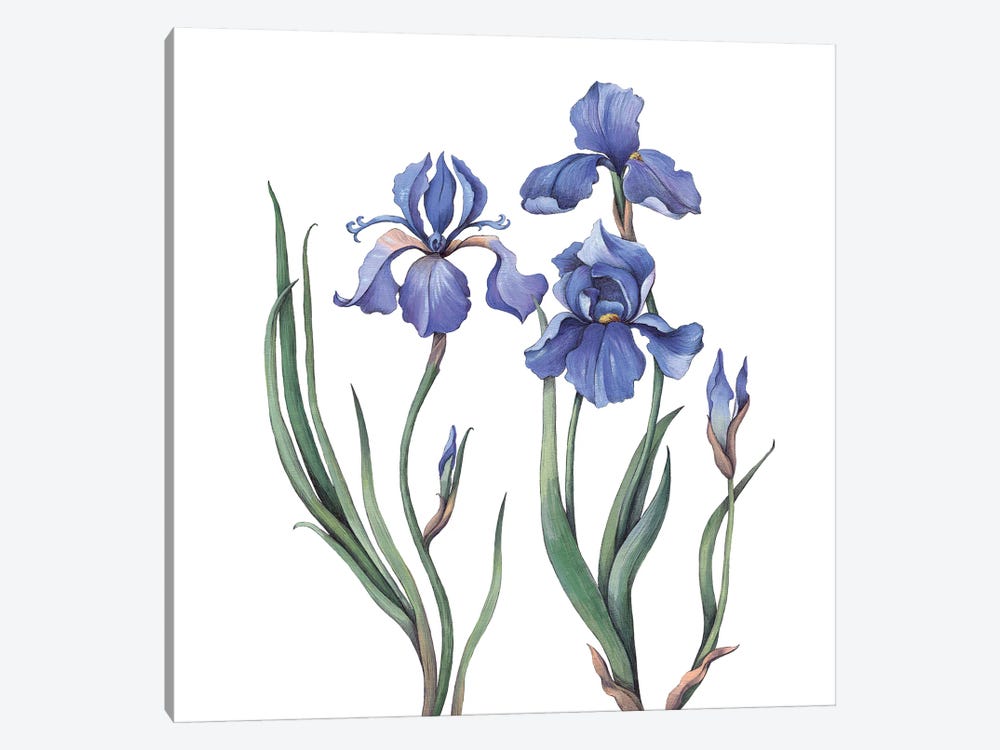 Irises IV by Lelya Chara 1-piece Art Print