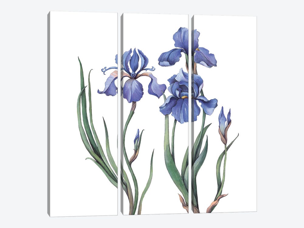 Irises IV by Lelya Chara 3-piece Art Print
