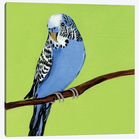 Blue Budgie Bird Canvas Print #LYC67} by Lelya Chara Canvas Print
