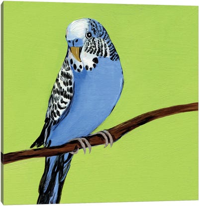 Blue Budgie Bird Canvas Art Print - Lelya Chara