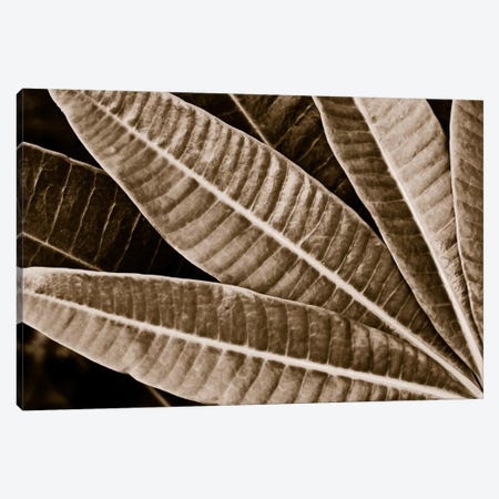 Modern Art - Sepia Leaves Canvas Print #MA406} by 5by5collective Canvas Art