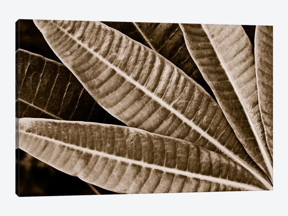 Modern Art - Sepia Leaves by 5by5collective 1-piece Canvas Wall Art