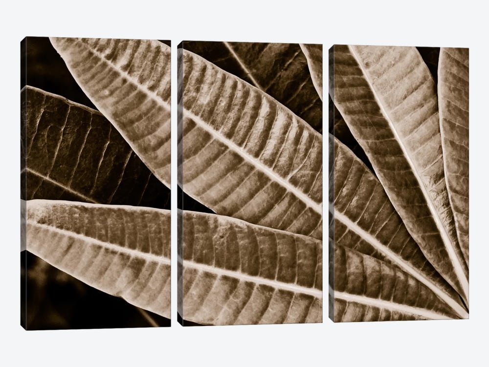 Modern Art - Sepia Leaves by 5by5collective 3-piece Canvas Artwork