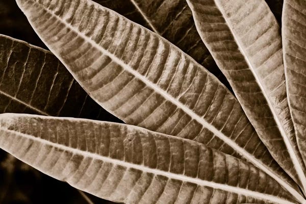5by5collective: Modern Art - Sepia Leaves by 5by5collective