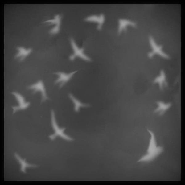 Modern Art Collection: Modern Art- Flock of Birds by 5by5collective